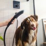hansgrohe DogShower Hundebrause 150 3 Strahlarten Select